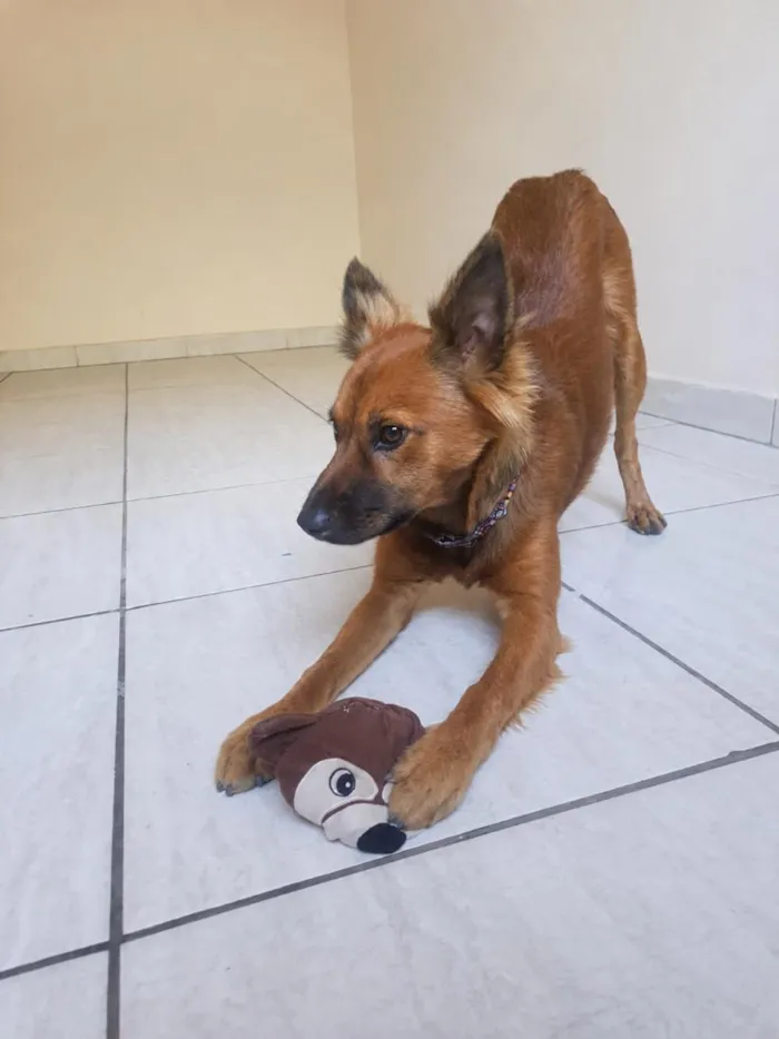 Cachorro raça SRD-ViraLata idade 7 a 11 meses nome Zeus