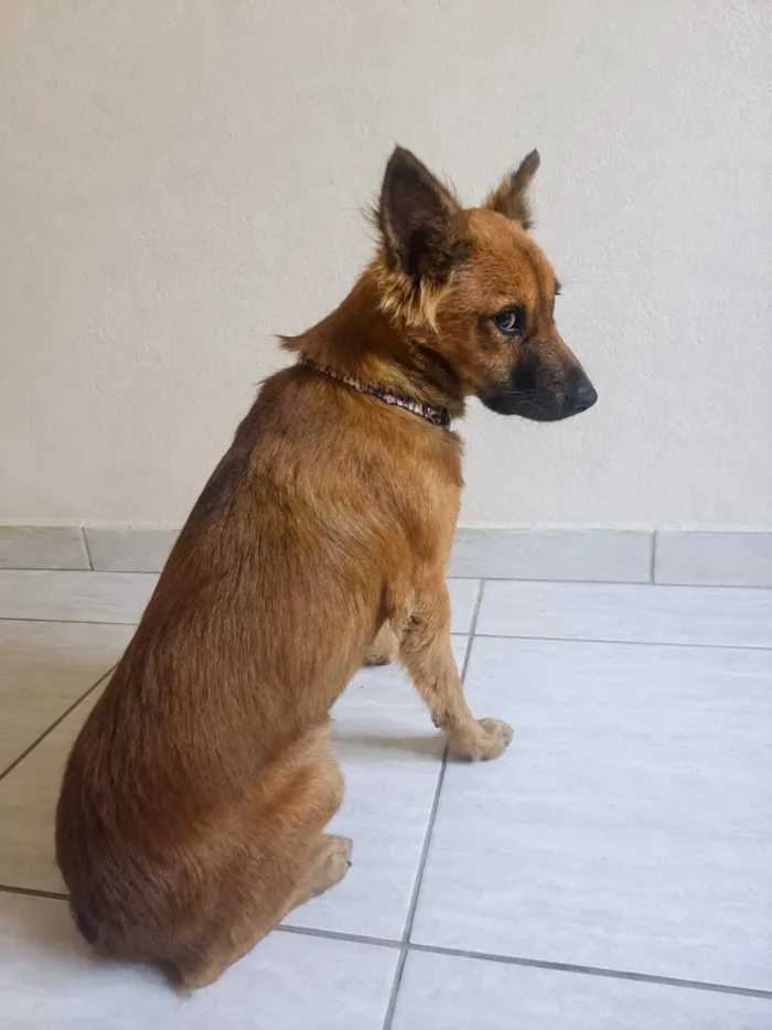 Cachorro raça SRD-ViraLata idade 7 a 11 meses nome Zeus