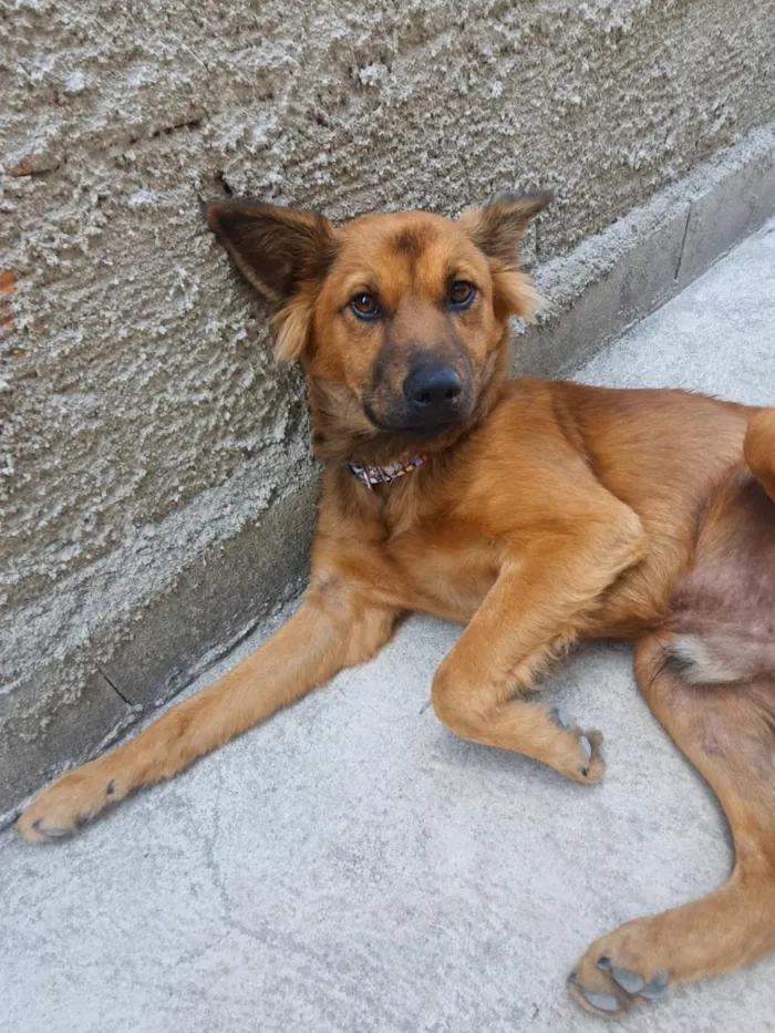 Cachorro raça SRD-ViraLata idade 7 a 11 meses nome Zeus