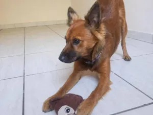 Cachorro raça SRD-ViraLata idade 7 a 11 meses nome Zeus
