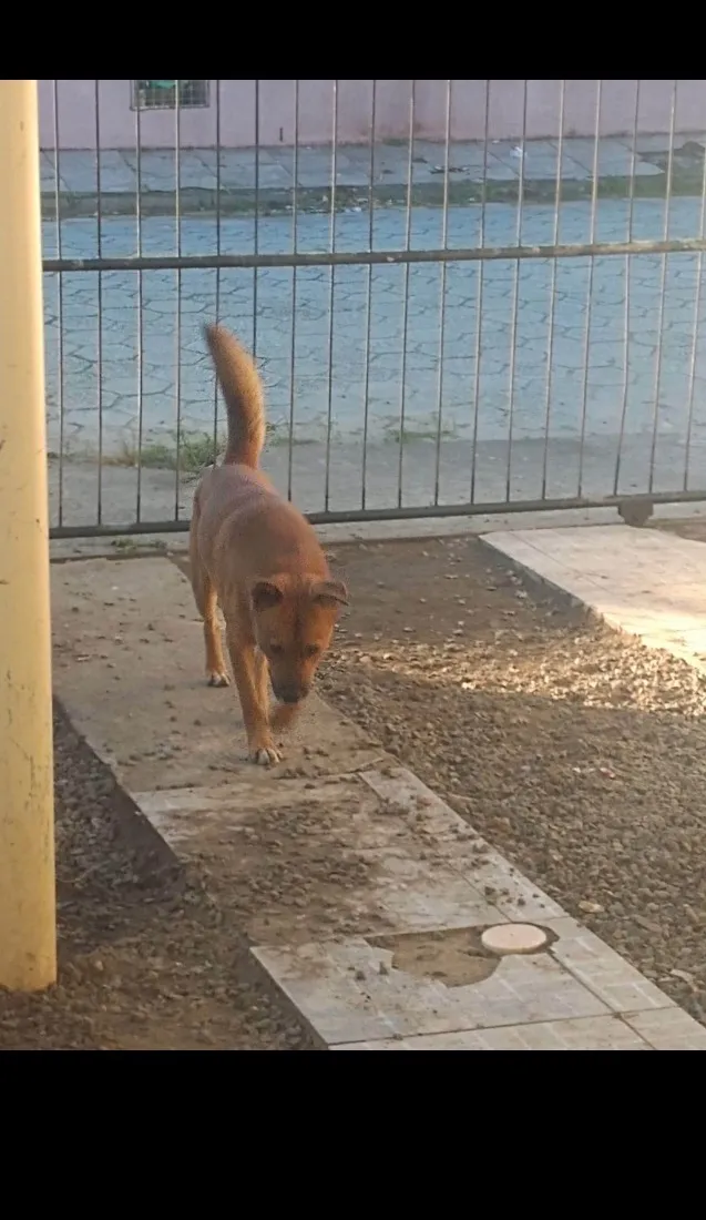 Cachorro raça Shitzu idade 7 a 11 meses nome Betoven