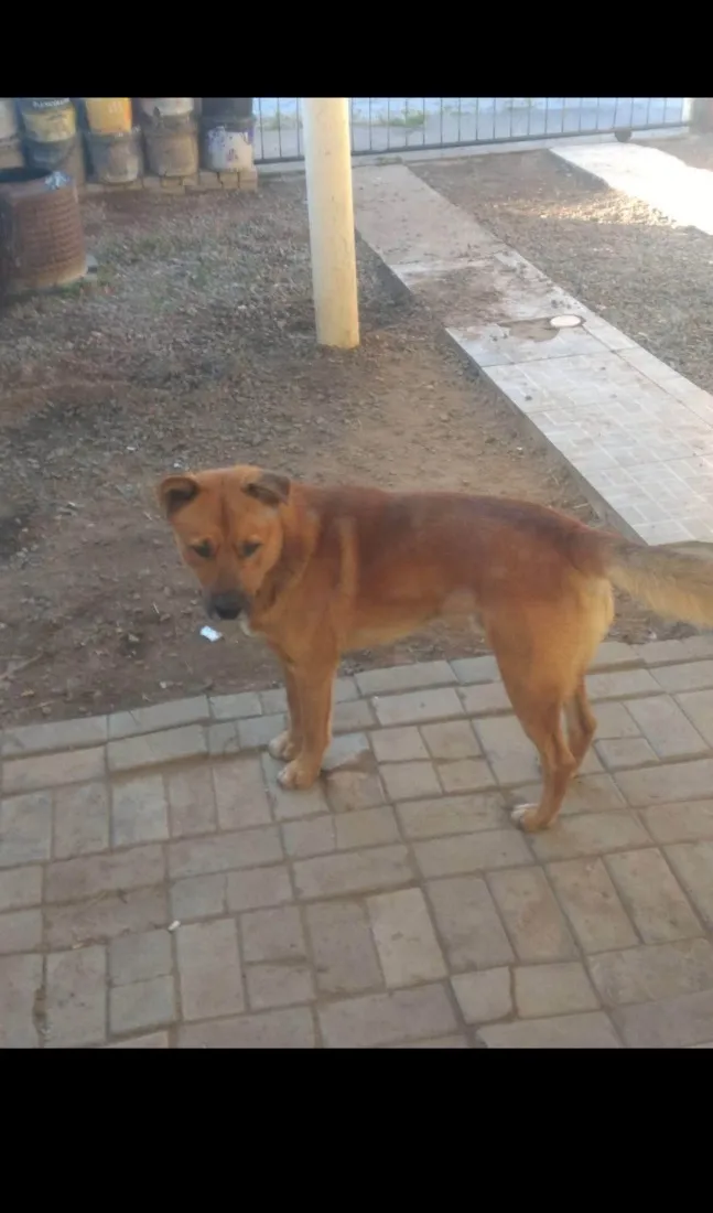 Cachorro raça Shitzu idade 7 a 11 meses nome Betoven