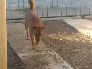 Cachorro raça Shitzu idade 7 a 11 meses nome Betoven