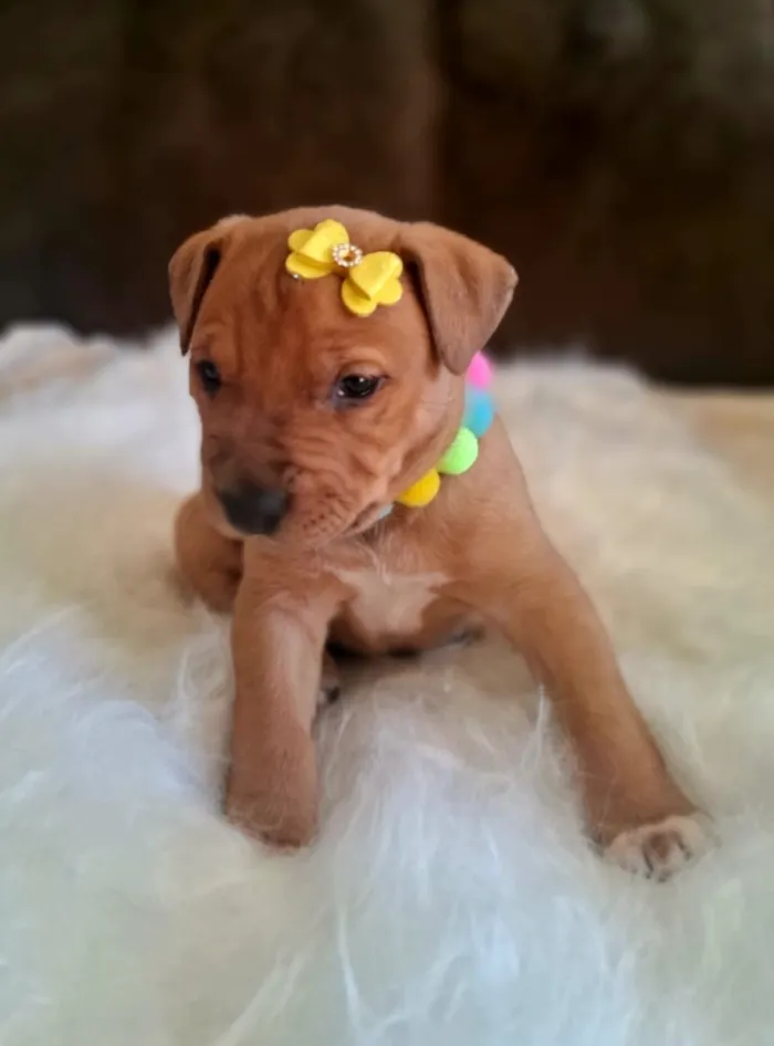 Cachorro raça SRD-ViraLata idade 2 a 6 meses nome Mel
