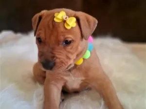 Cachorro raça SRD-ViraLata idade 2 a 6 meses nome Mel
