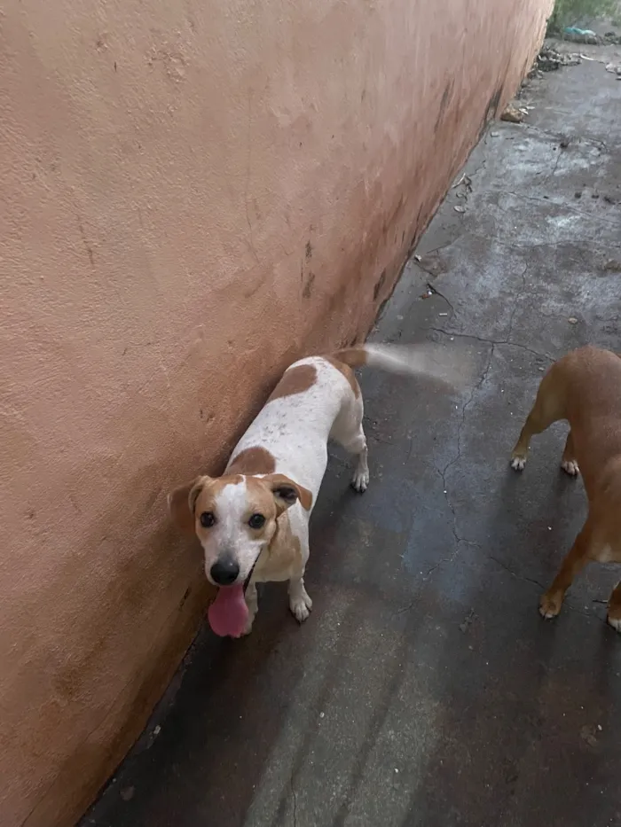Cachorro raça SRD-ViraLata idade 2 anos nome Pluma