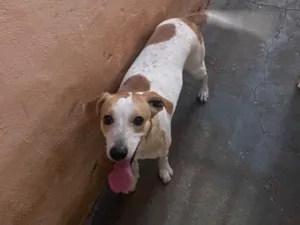 Cachorro raça SRD-ViraLata idade 2 anos nome Pluma