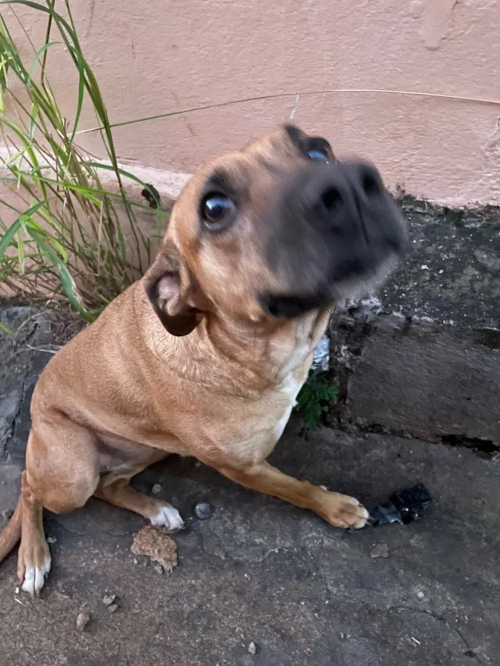 Cachorro raça SRD-ViraLata idade 2 anos nome Flora