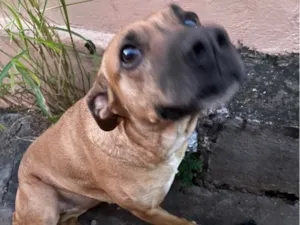 Cachorro raça SRD-ViraLata idade 2 anos nome Flora