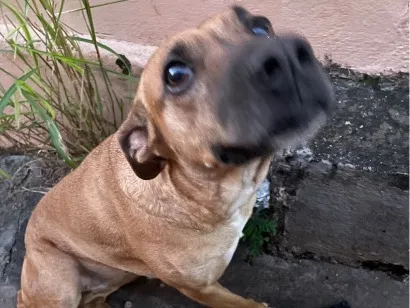 Cachorro raça SRD-ViraLata idade 2 anos nome Flora