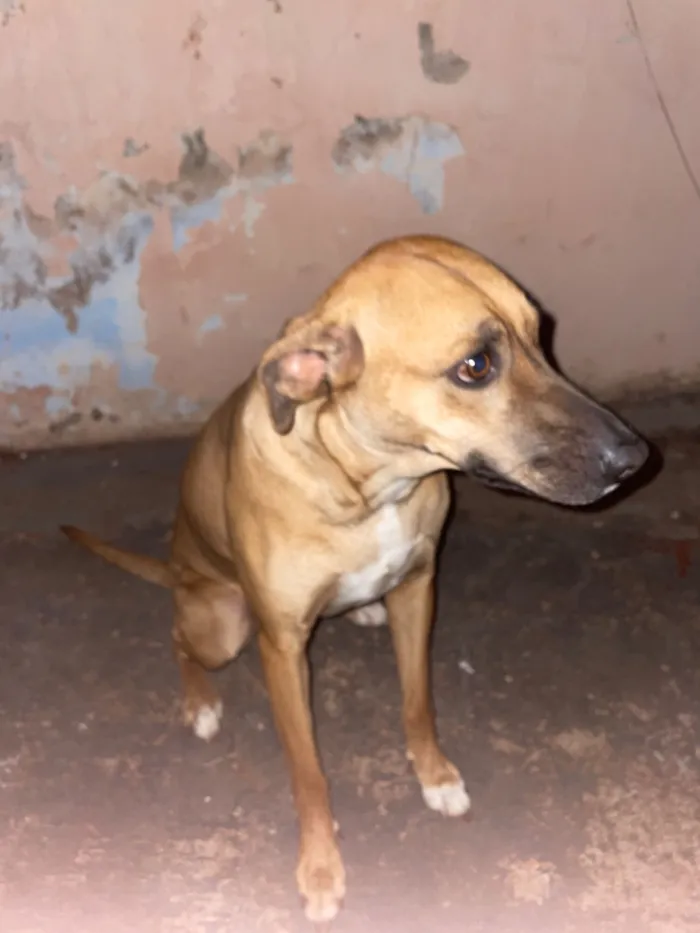 Cachorro raça SRD-ViraLata idade 2 anos nome Flora