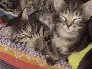 Gato raça SRD-ViraLata idade 2 a 6 meses nome Sem nome