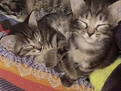 Gato raça SRD-ViraLata idade 2 a 6 meses nome Sem nome