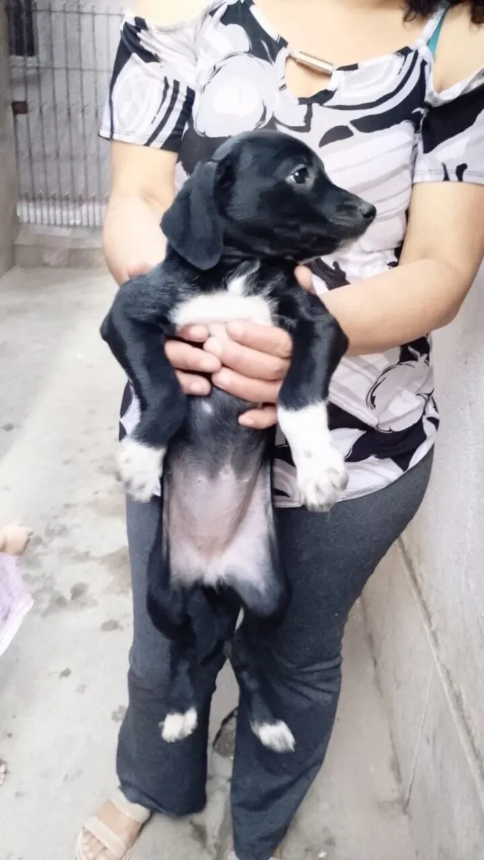 Cachorro raça SRD-ViraLata idade 2 a 6 meses nome Cookie bb2meses porte P