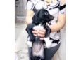 Cookie bb2meses porte P