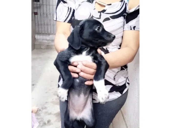 Cachorro raça SRD-ViraLata idade 2 a 6 meses nome Cookie bb2meses porte P