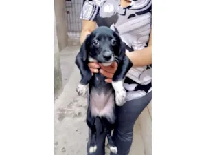 Cachorro raça SRD-ViraLata idade 2 a 6 meses nome Cookie bb2meses