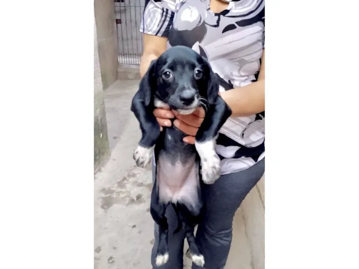 Cachorro raça SRD-ViraLata idade 2 a 6 meses nome Cookie bb2meses porte P