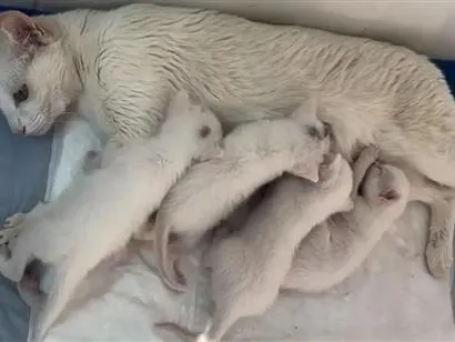 Gato raça SRD-ViraLata idade 7 a 11 meses nome sem nome