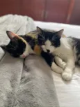 Frajola e Feijoada 