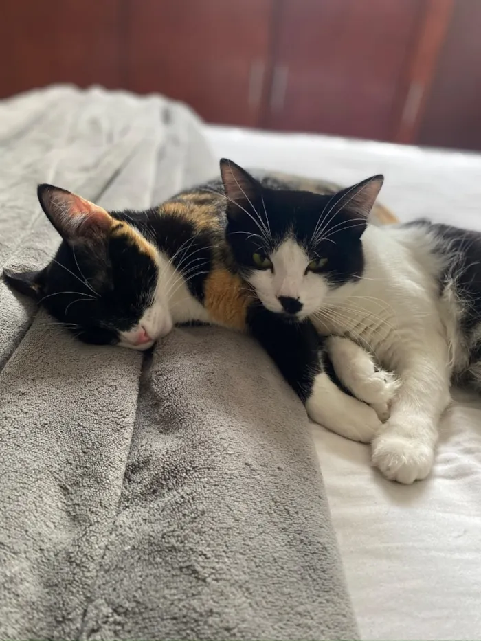 Gato raça SRD-ViraLata idade 1 ano nome Frajola e Feijoada 