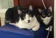 Frajola e Feijoada 