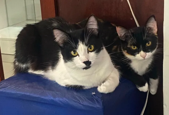 Gato raça SRD-ViraLata idade 1 ano nome Frajola e Feijoada 