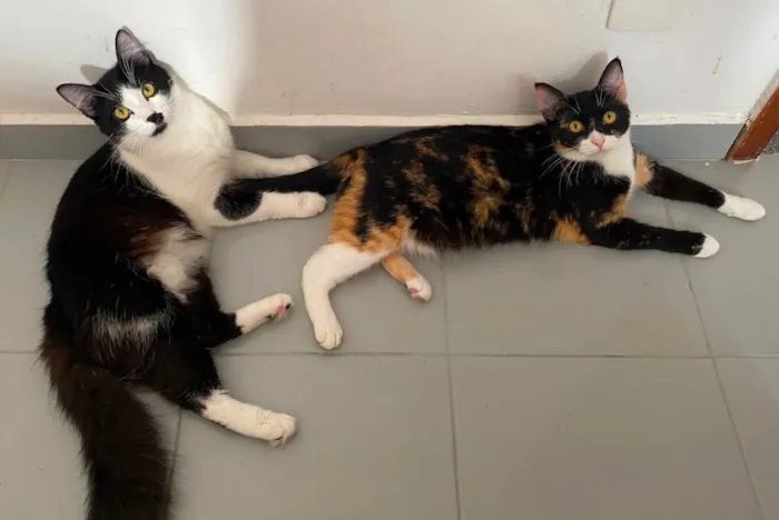 Gato raça SRD-ViraLata idade 1 ano nome Frajola e Feijoada 