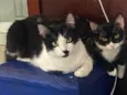Frajola e Feijoada 