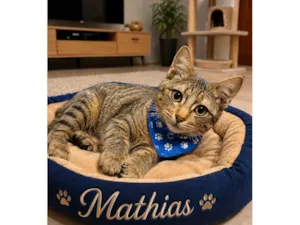 Gato raça SRD-ViraLata idade 2 a 6 meses nome Mathias 