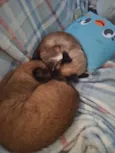 Dandara e Jamile