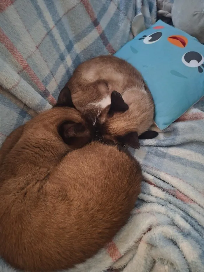 Gato raça SRD-ViraLata idade 3 anos nome Dandara e Jamile