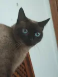 Dandara e Jamile