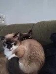 Dandara e Jamile