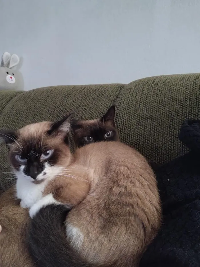 Gato raça SRD-ViraLata idade 3 anos nome Dandara e Jamile