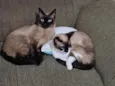 Dandara e Jamile