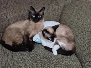 Gato raça SRD-ViraLata idade 3 anos nome Dandara e Jamile