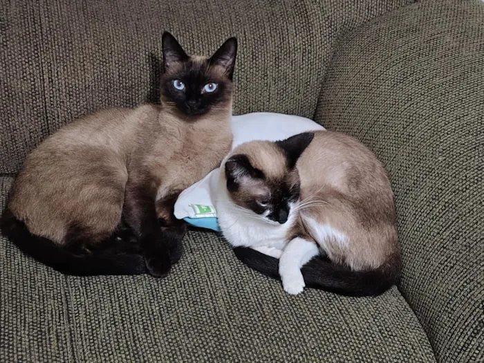 Gato raça SRD-ViraLata idade 3 anos nome Dandara e Jamile