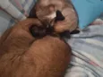 Dandara e Jamile