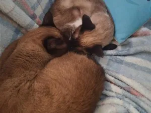 Gato raça SRD-ViraLata idade 3 anos nome Dandara e Jamile