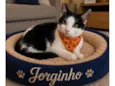 Jorginho 