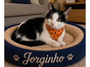 Gato raça SRD-ViraLata idade 2 a 6 meses nome Jorginho 