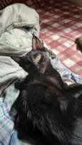 Lua