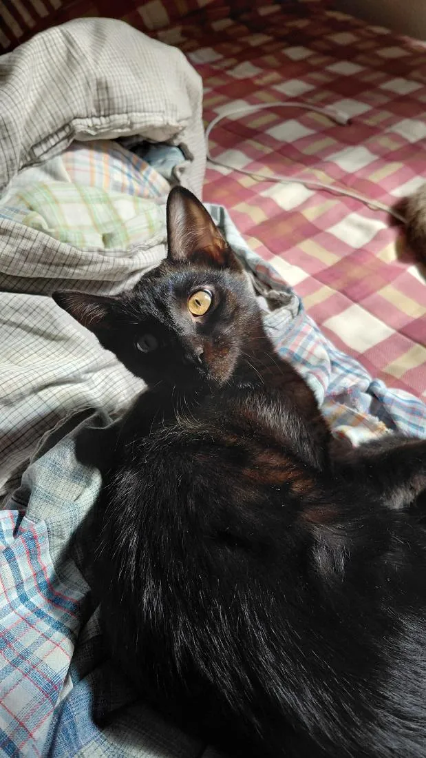 Gato raça SRD-ViraLata idade 2 a 6 meses nome Lua