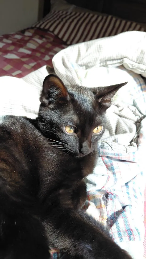 Gato raça SRD-ViraLata idade 2 a 6 meses nome Lua