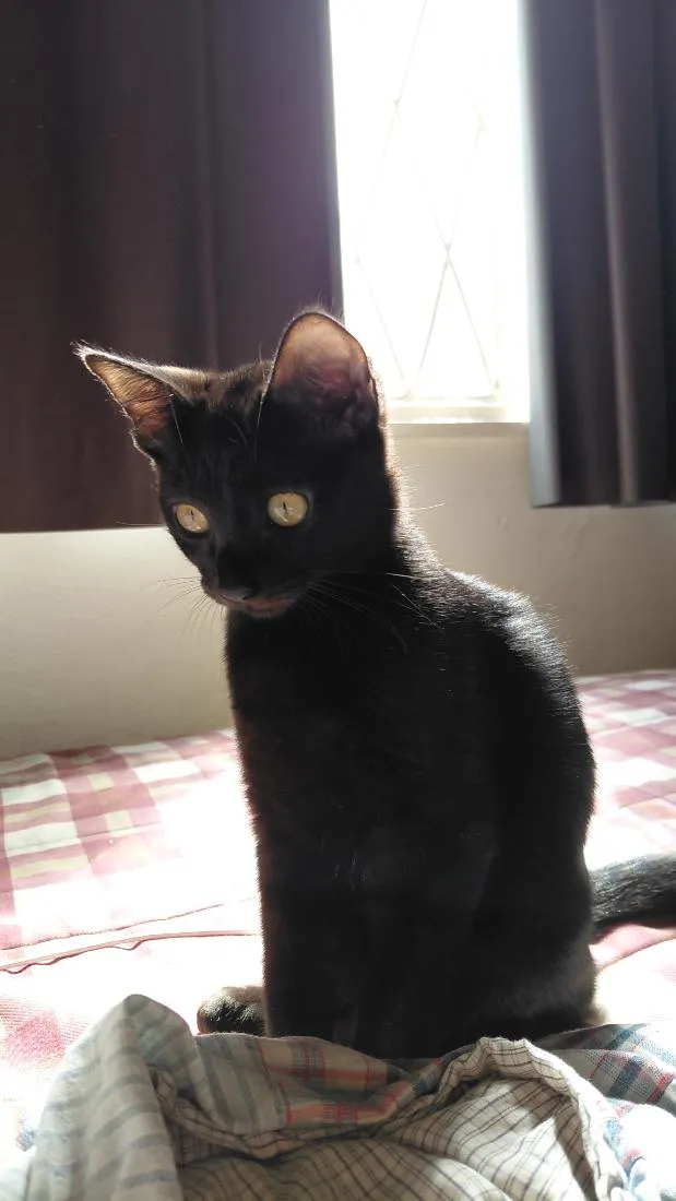 Gato raça SRD-ViraLata idade 2 a 6 meses nome Lua