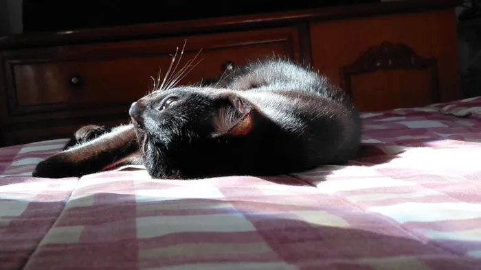 Gato raça SRD-ViraLata idade 2 a 6 meses nome Lua