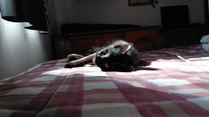 Gato raça SRD-ViraLata idade 2 a 6 meses nome Lua