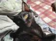 Lua