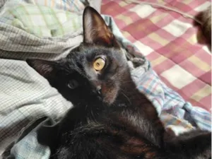 Gato raça SRD-ViraLata idade 2 a 6 meses nome Lua
